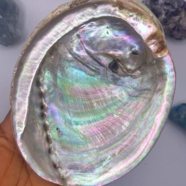 Australian Abalone Shell for Smudging Sage Burning 1pc