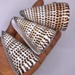 Conus Leopardus Cone Leopard Shell 1pc