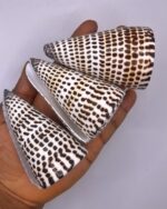 Conus Leopardus Cone Leopard Shell 1pc