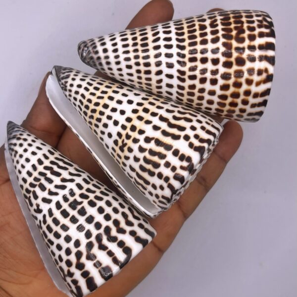 Conus Leopardus Cone Leopard Shell 1pc