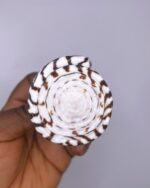 Conus Leopardus Cone Leopard Shell 1pc - Image 3