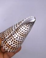Conus Leopardus Cone Leopard Shell 1pc - Image 2