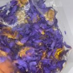 Egyptian Blue Lotus (Nymphaea caerulea)