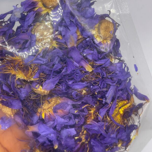 Egyptian Blue Lotus (Nymphaea caerulea)