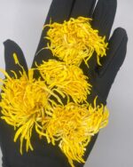 Premium Golden Silk Chrysanthemum For Tea Wellness, Spiritual Herbs Calm, Clarity 100g