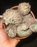 Rose of Jericho (Resurrection Plant)