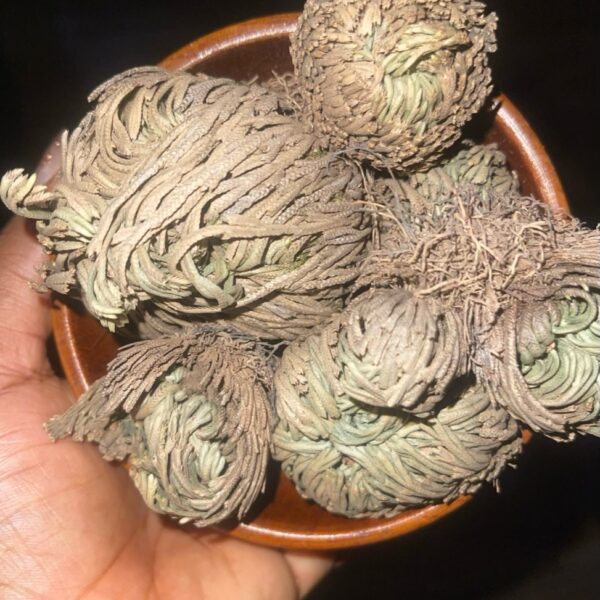 Rose of Jericho (Resurrection Plant)