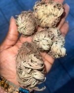 Rose of Jericho (Resurrection Plant) - Image 5