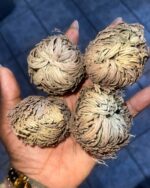 Rose of Jericho (Resurrection Plant) - Image 4
