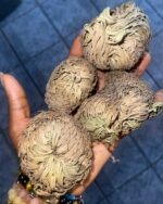 Rose of Jericho (Resurrection Plant) - Image 3