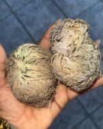 Rose of Jericho (Resurrection Plant) - Image 2